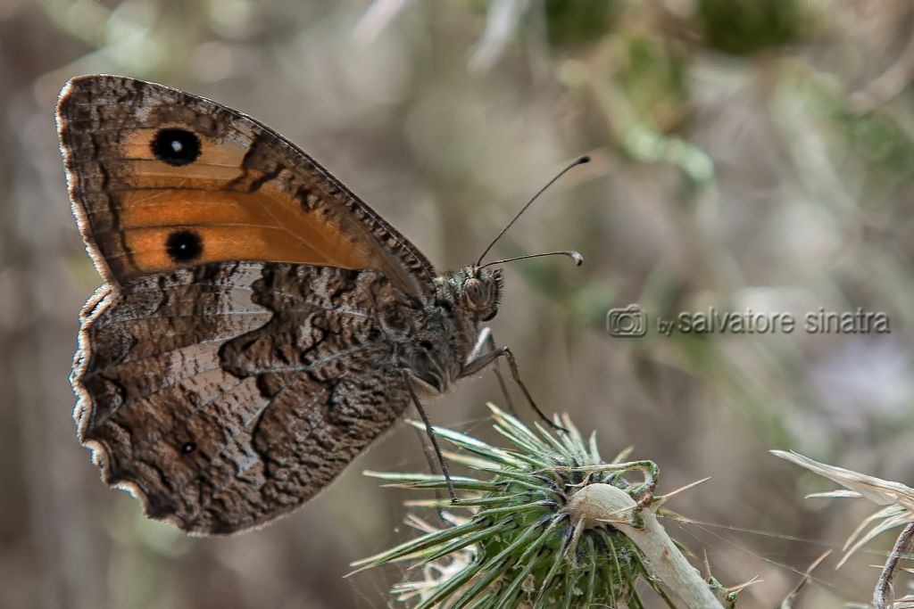 da identificare Lycaena phlaeas?