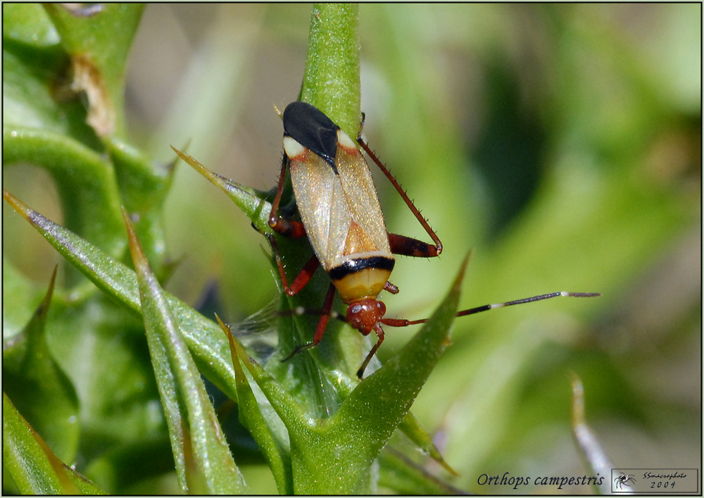 Miridae: Adelphocoris vandalicus della Toscana (PO)