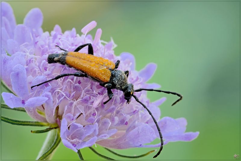 Paracorymbia fulva