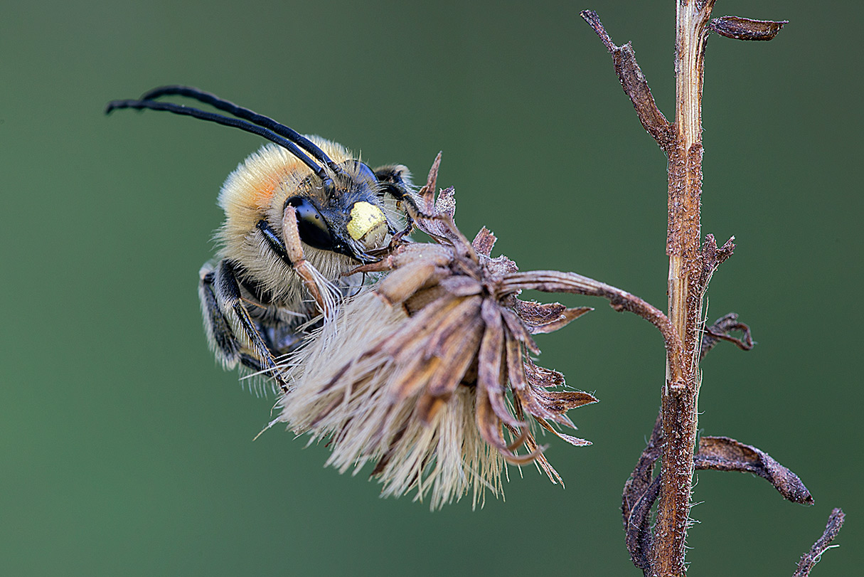 Eucera sp., maschio (Apidae)