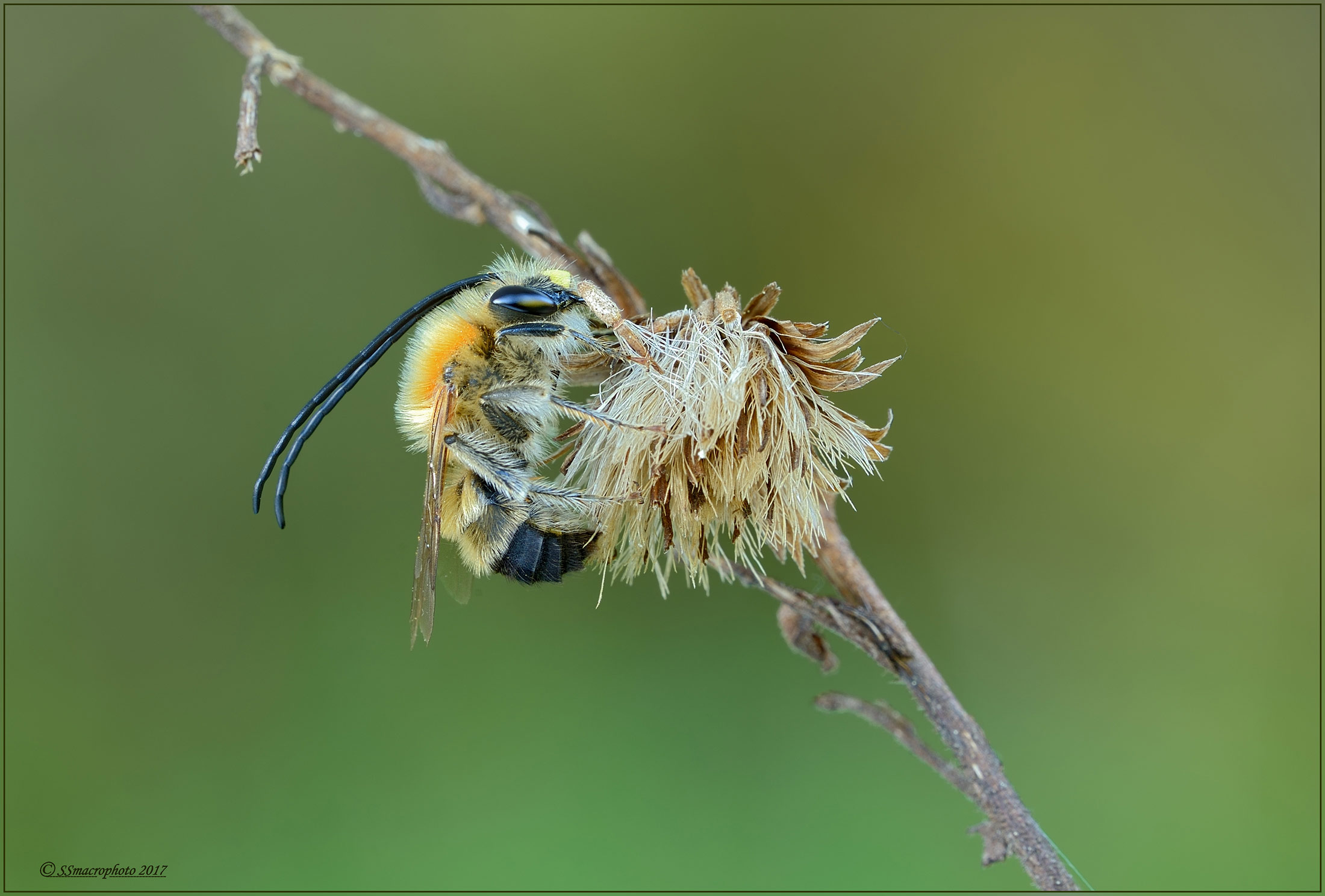 Eucera sp., maschio (Apidae)