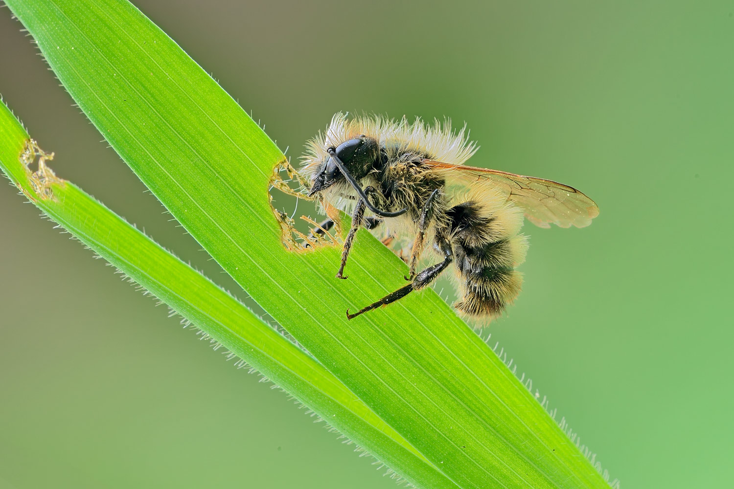 Apidae: Osmia sp. o Hoplitis sp.