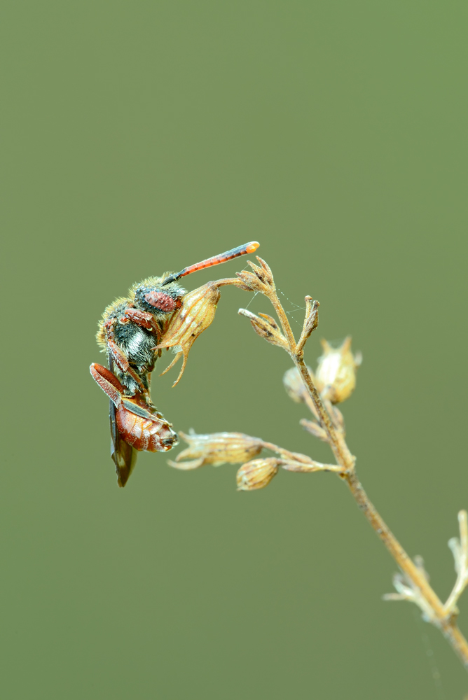 Apidae: Nomada  sp.?  S !