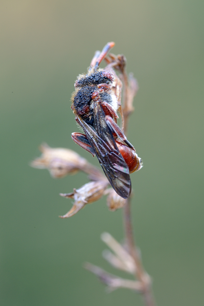 Apidae: Nomada  sp.?  S !