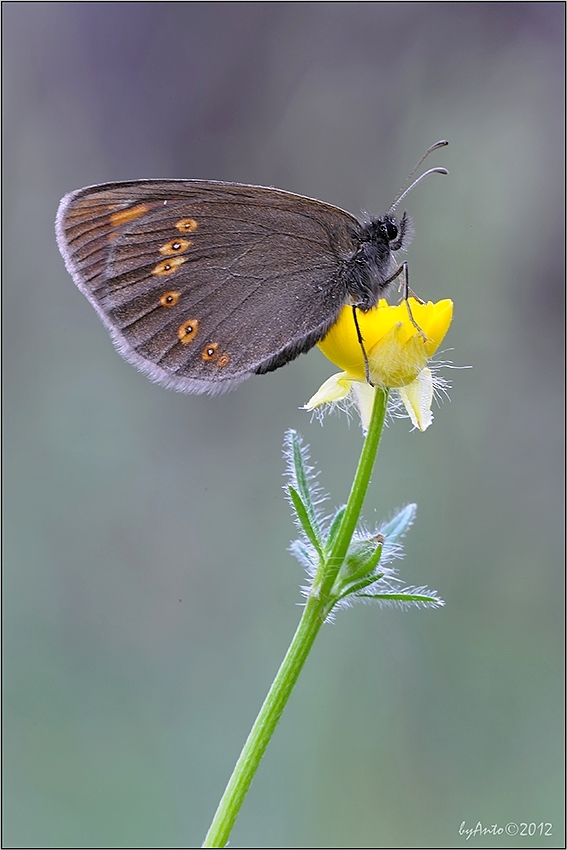 Erebia albergana