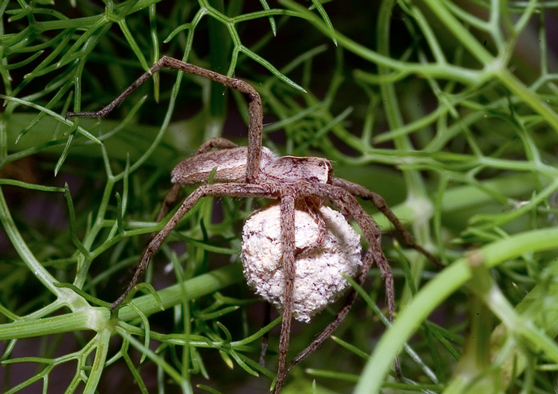 altri ragnetti da identificare