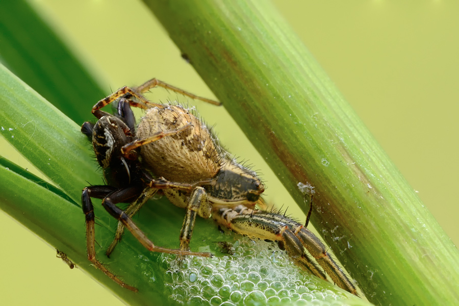 altri ragnetti da identificare