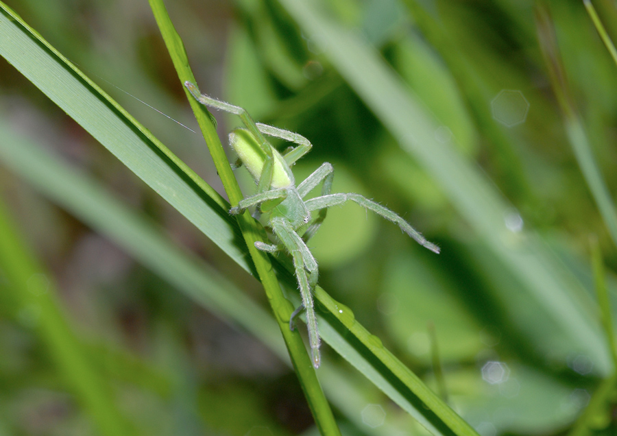 Micrommata virescens