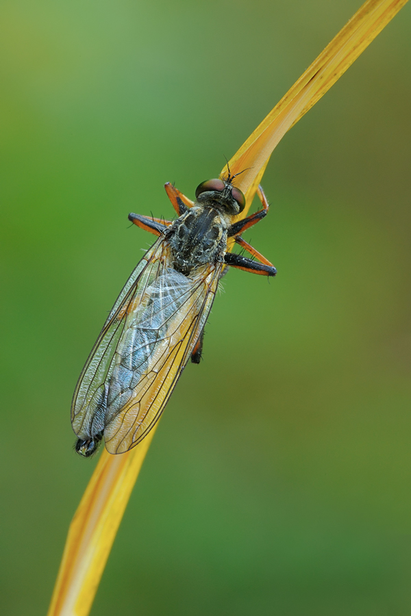 Neomochterus sp. ?