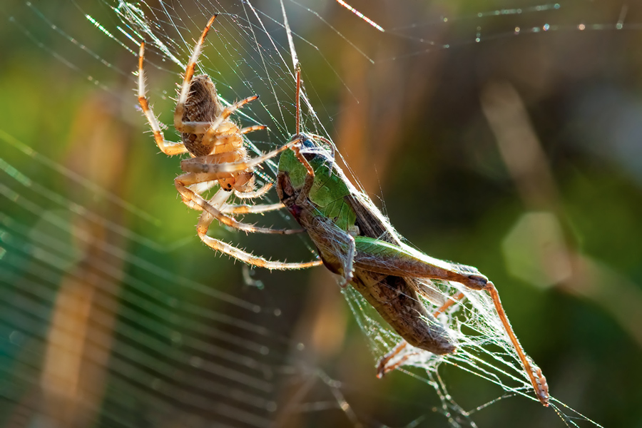 Araneus diadematus