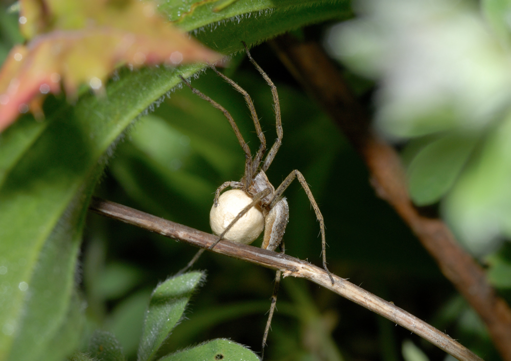 Pisaura sp.