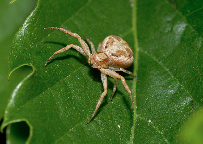 Xysticus sp.