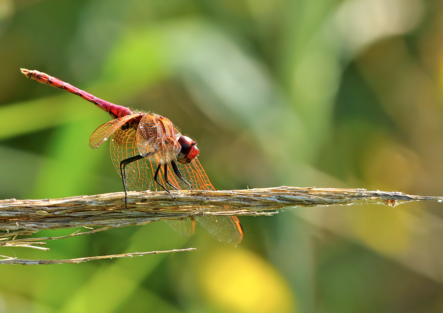 libellula rossa