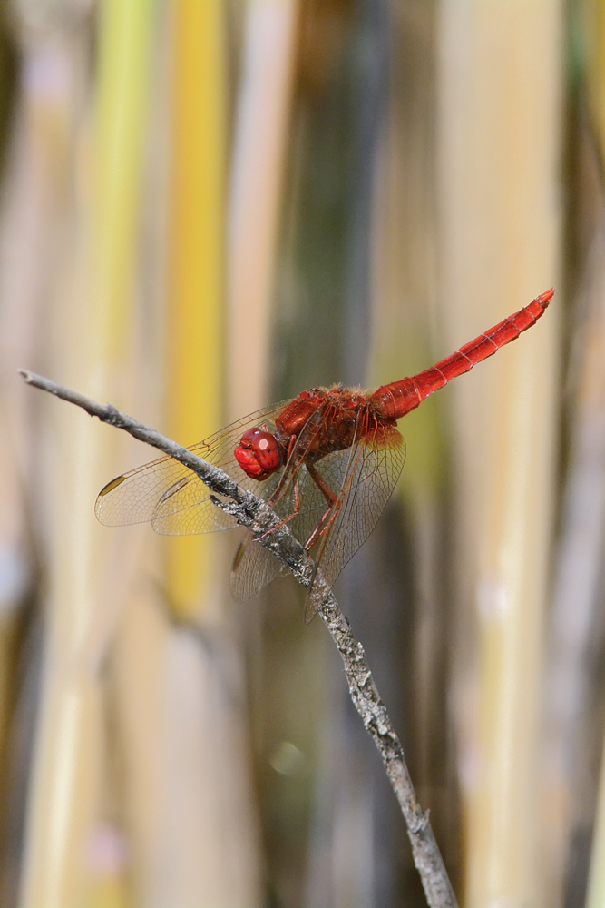 Sympetrum?