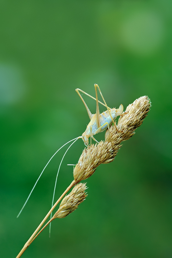 ninfa di Tettigonidae?  No, di Tylopsis lilifolia (Phaneropteridae)