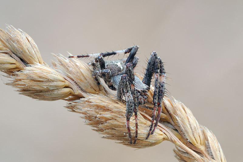 Araneus sp. (A. circe o A. angulatus)