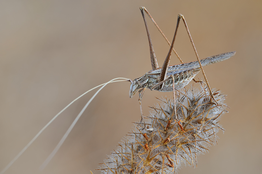 Tessellana tessellata e Tylopsis lilifolia