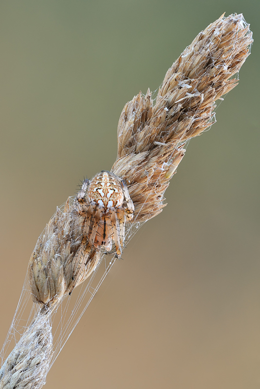 Neoscona byzanthina