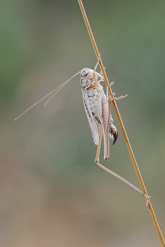 Tessellana tessellata e Tylopsis lilifolia