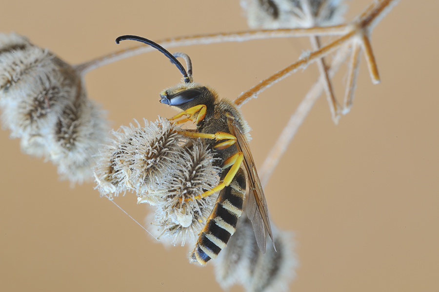 Maschio di Halictus scabiosae