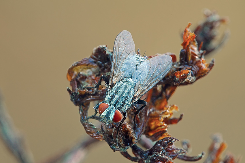 mosca da identificare