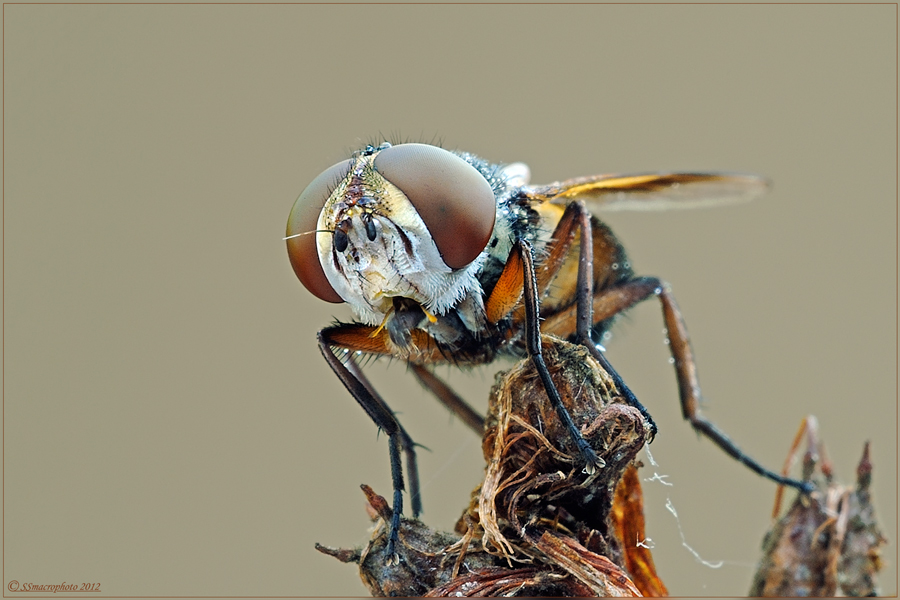 Tachinidae, genere Ectophasia
