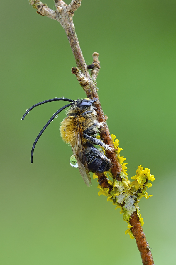 Eucera?