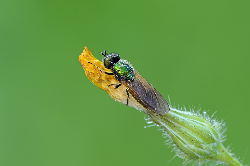 Ditterino da identificare