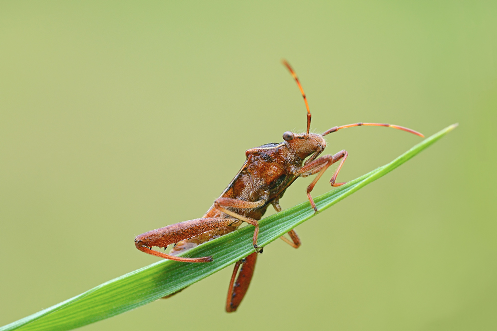 Alydidae: Camptopus lateralis della Toscana (FI)