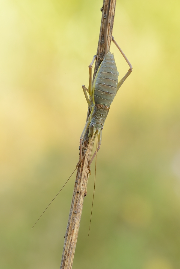 Ephippiger ephippiger femmina?