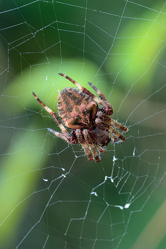 ragnetto da identificare