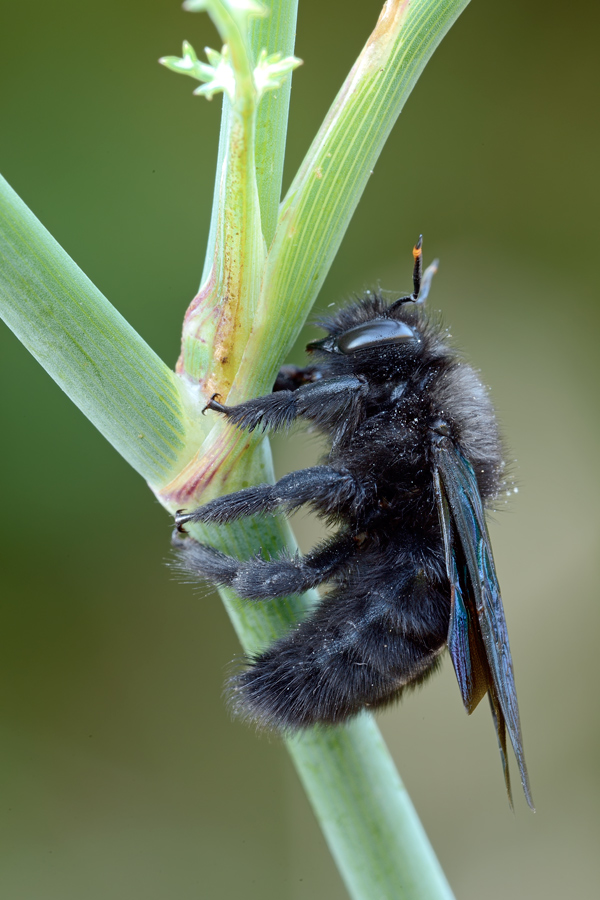 Nerone da identificare: maschio di Xylocopa violacea