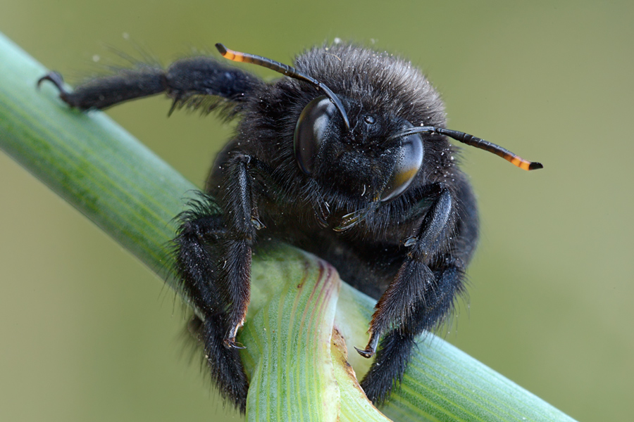 Nerone da identificare: maschio di Xylocopa violacea