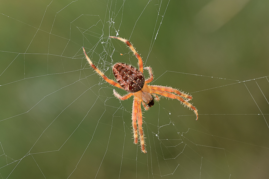 Araneus diadematus - Calenzano (FI)