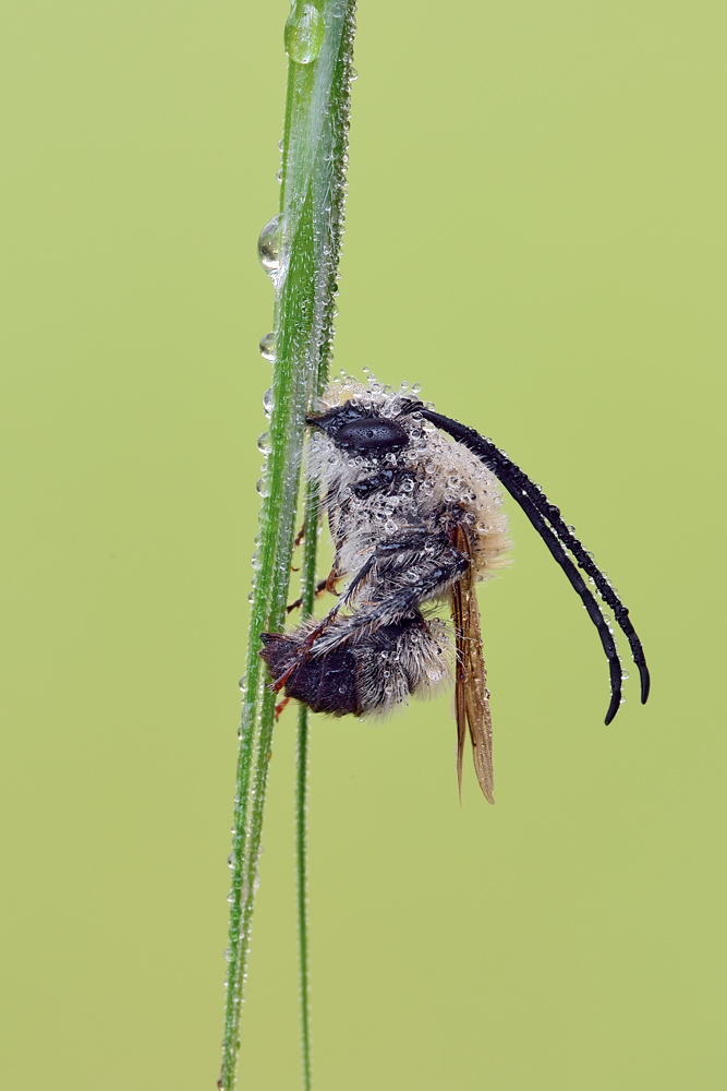 maschio di Eucera sp.