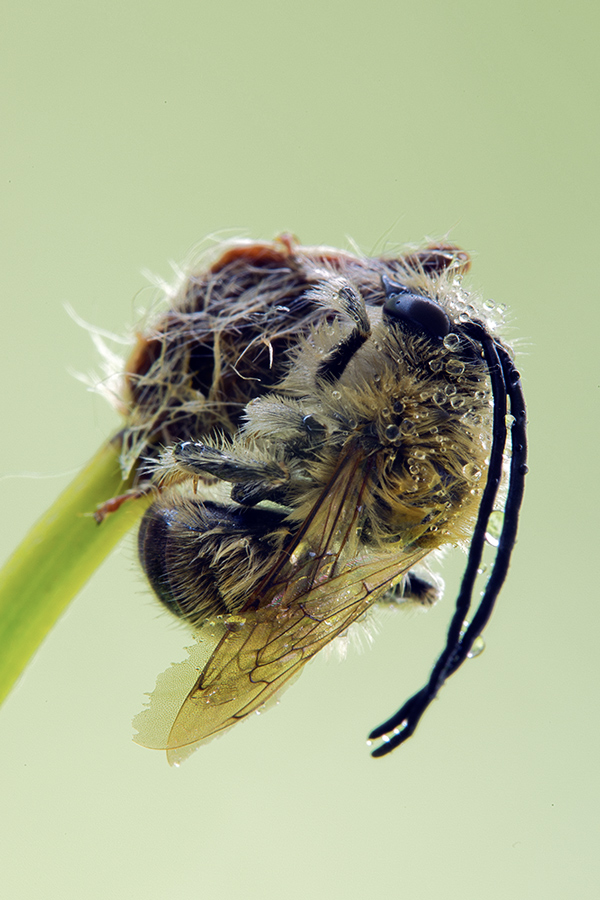 maschio di Eucera sp.