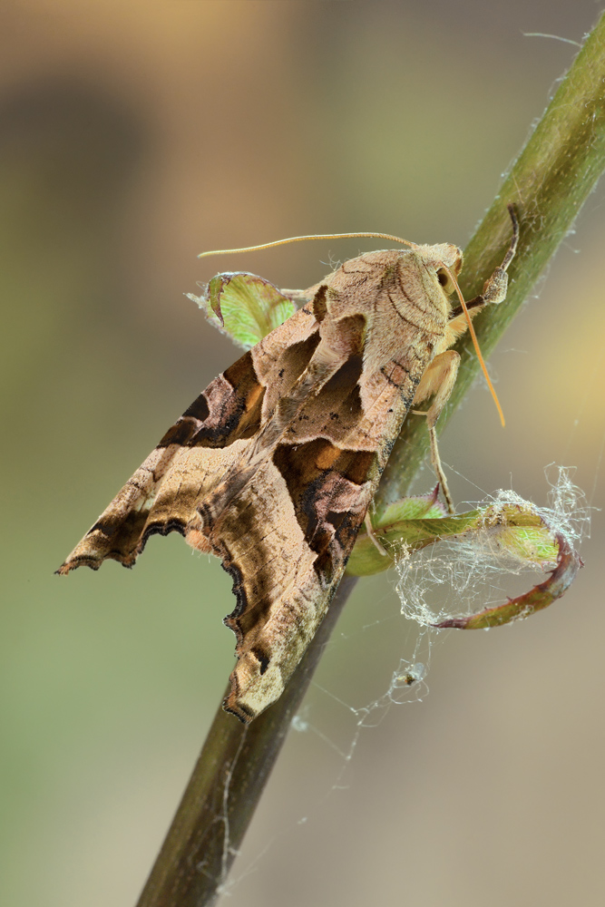 Phlogophora meticulosa (Noctuidae)