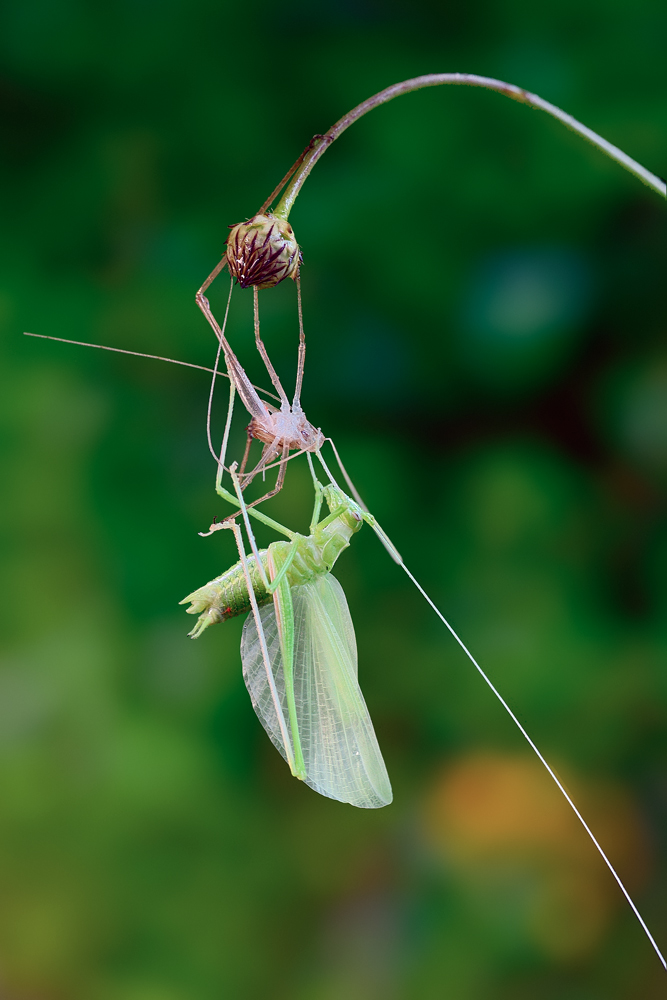 Ortoptero da identificare