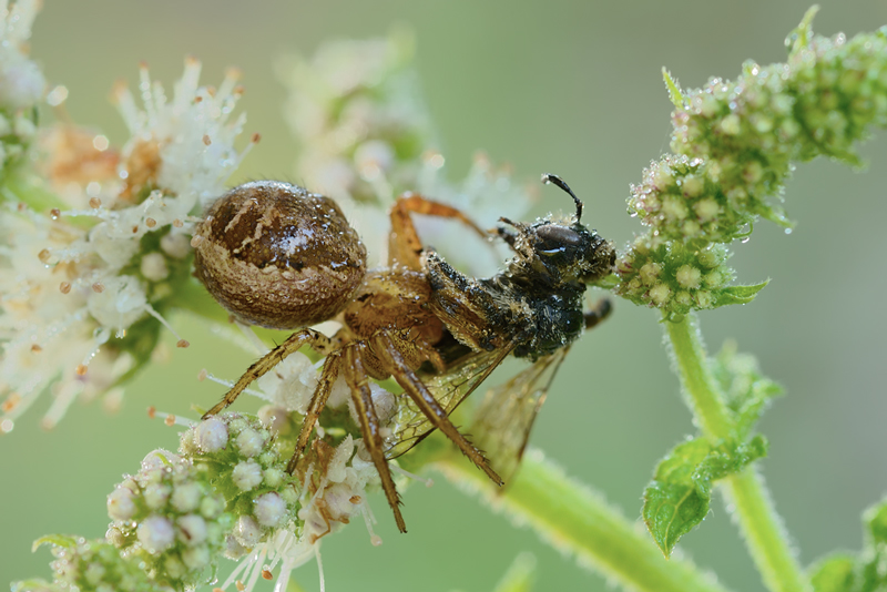 Xysticus sp. - Calenzano (FI)