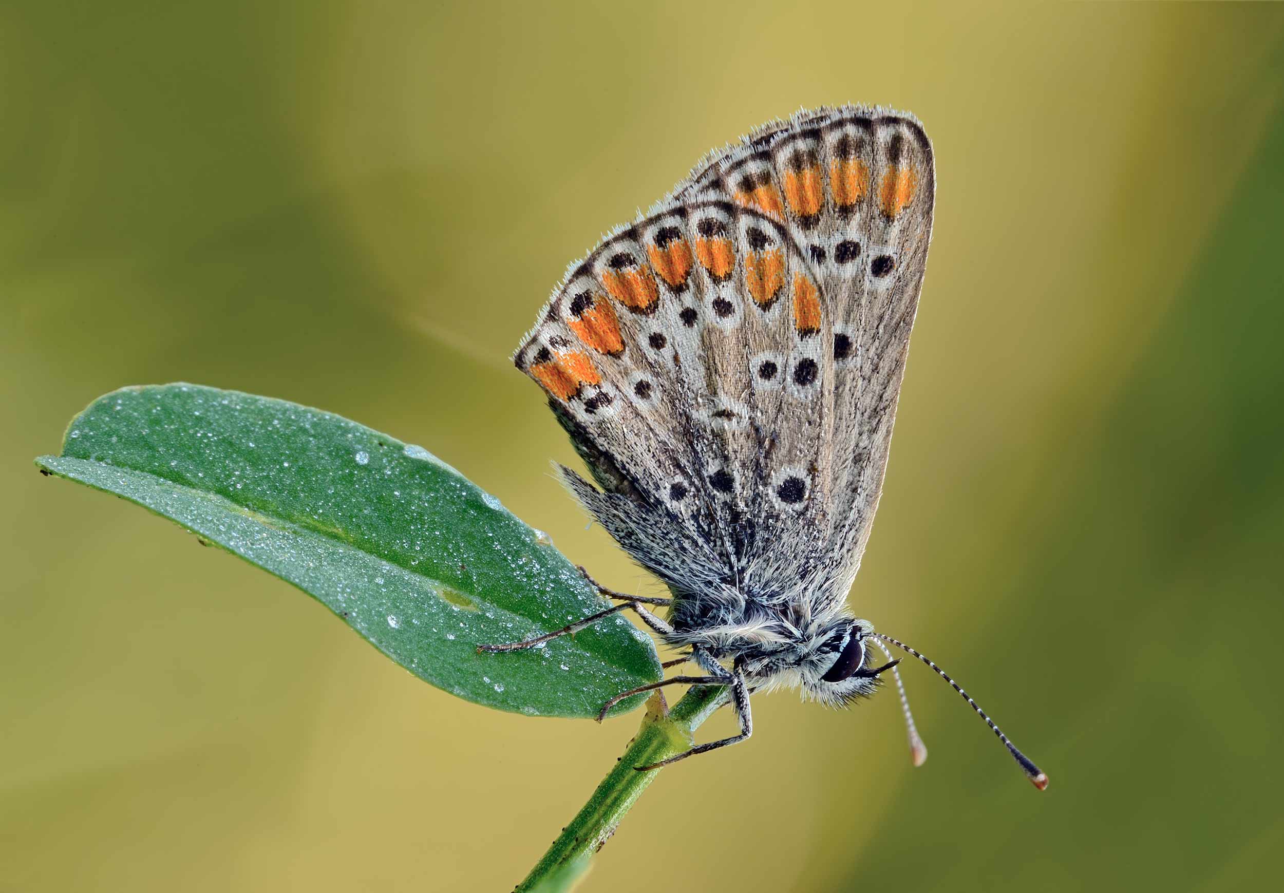 Lycaenidae ID