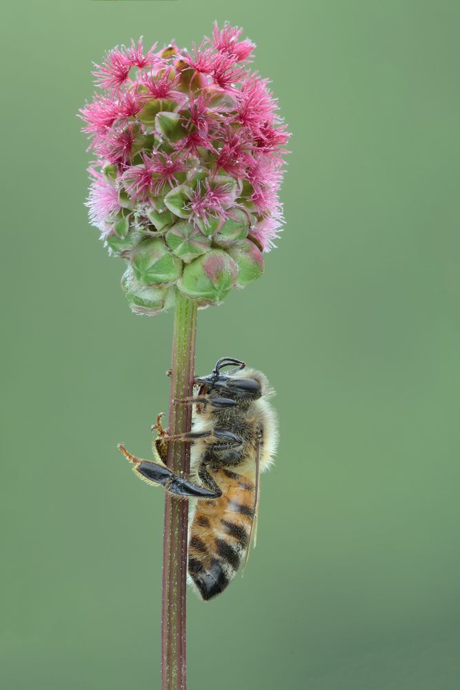 operaia di Apis mellifera