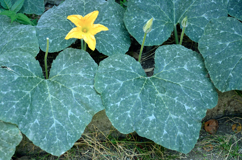 Cucurbita maxima / Zucca