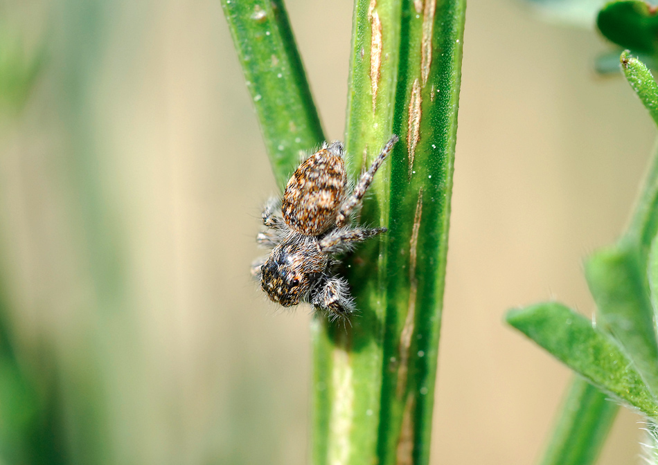 altri ragnetti da identificare