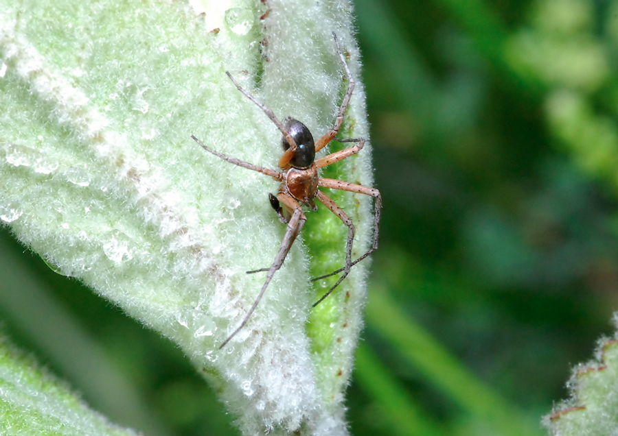 altri ragnetti da identificare