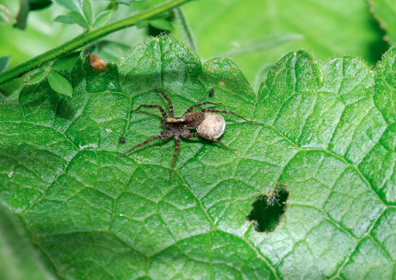 altri ragnetti da identificare