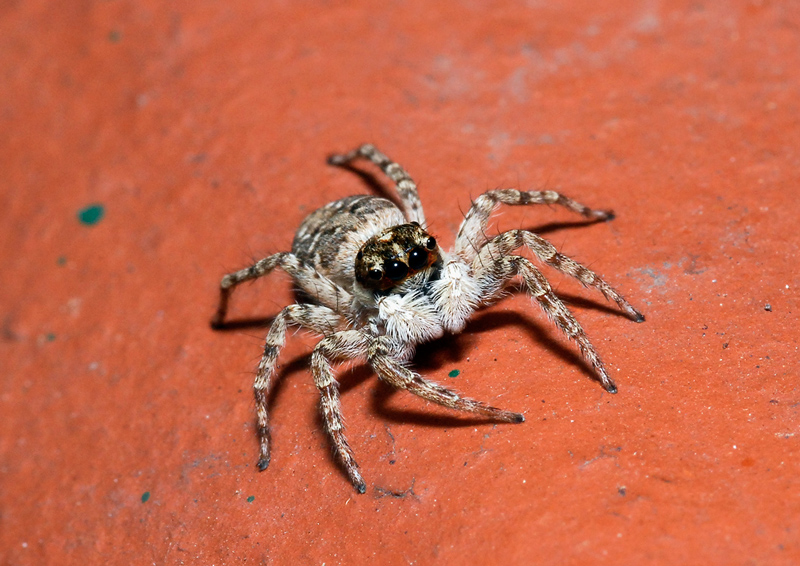 altri ragnetti da identificare