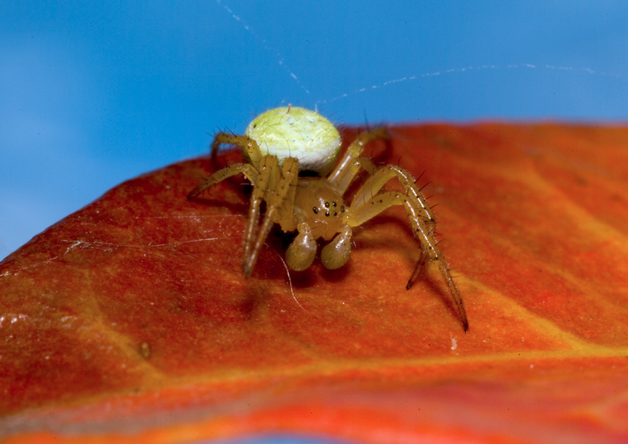 Araniella sp.