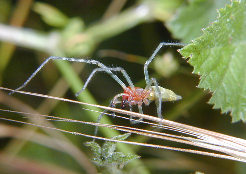 Cheiracanthium sp.