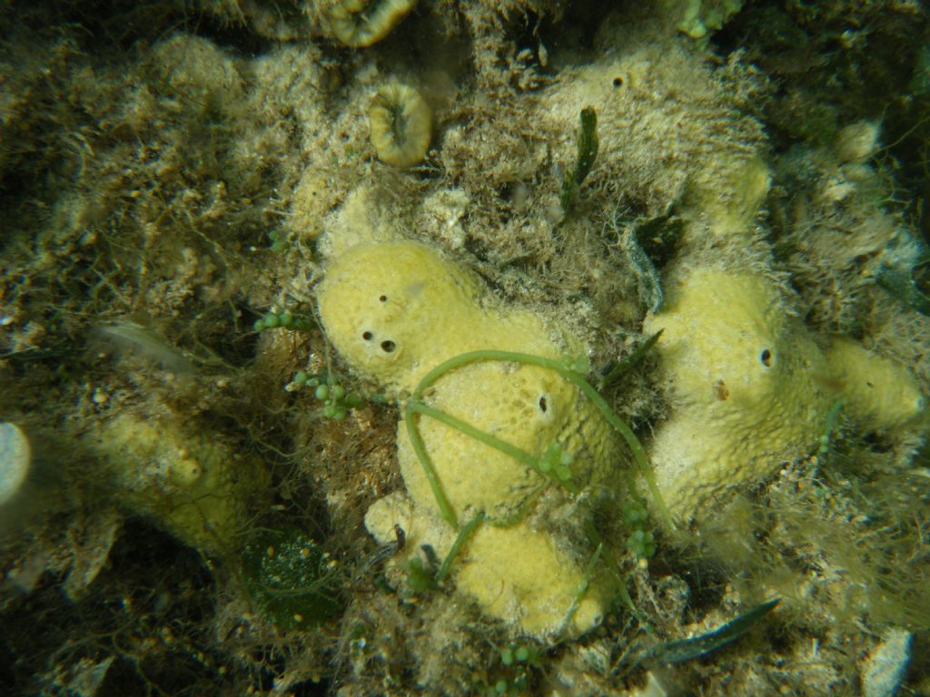 Caulerpa racemosa