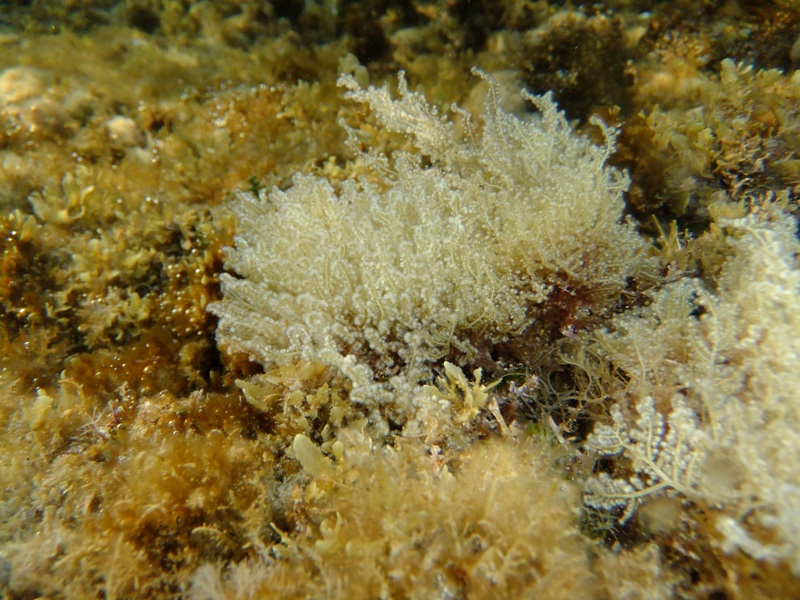 Wrangelia penicillata